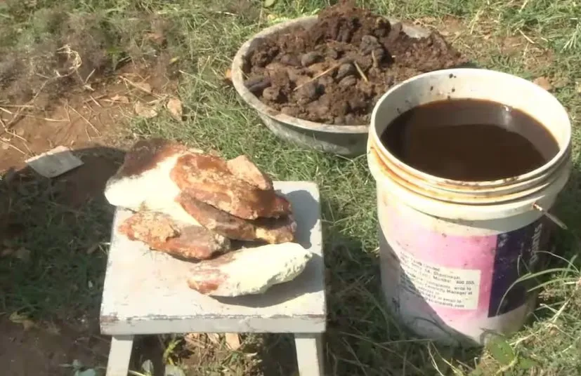 Organic farming in India 2.png