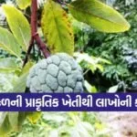 Natural farming in Gujarat 1