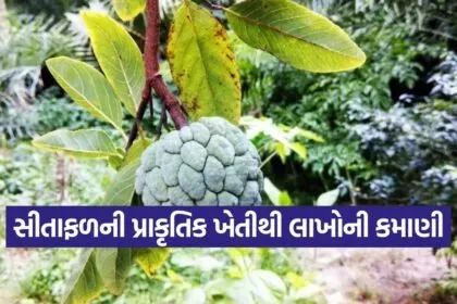 Natural farming in Gujarat 1