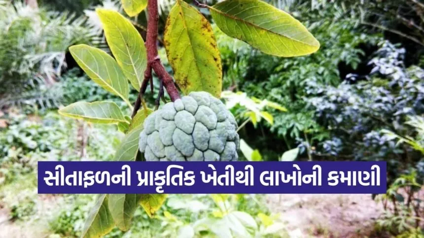 Natural farming in Gujarat 1