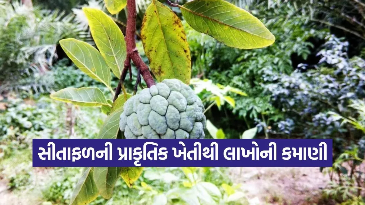 Natural farming in Gujarat 1.jpg