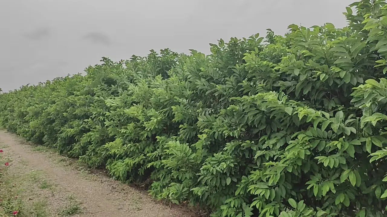 Natural farming in Gujarat: ભાવનગરના ખેડૂતનો પ્રેરણાદાયક પ્રવાસ: પ્રાકૃતિક ખેતીથી લાખોની કમાણી 3 Natural farming in Gujarat 1.png