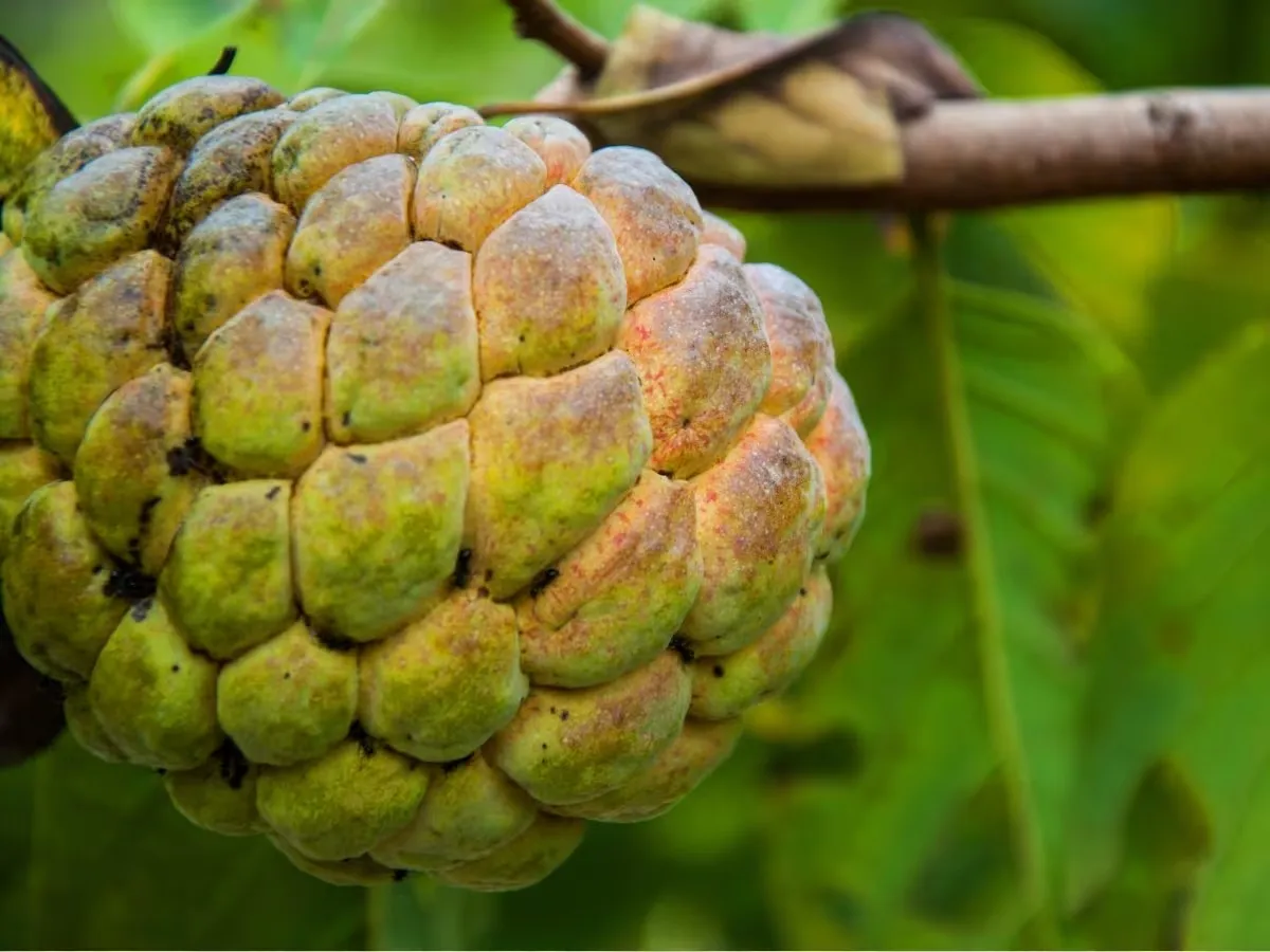 Natural farming in Gujarat: ભાવનગરના ખેડૂતનો પ્રેરણાદાયક પ્રવાસ: પ્રાકૃતિક ખેતીથી લાખોની કમાણી 2 Natural farming in Gujarat 2.png