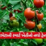 Tomato Cultivation 1