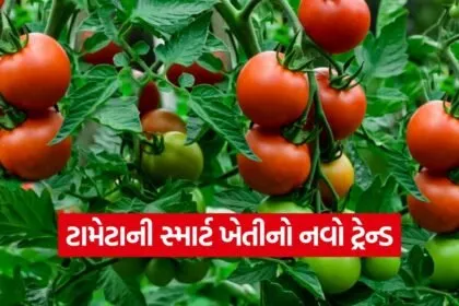 Tomato Cultivation 1