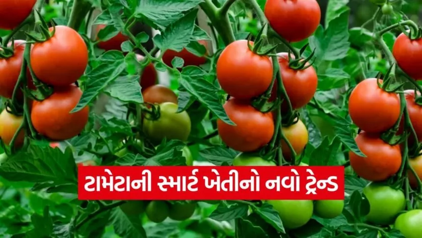Tomato Cultivation 1