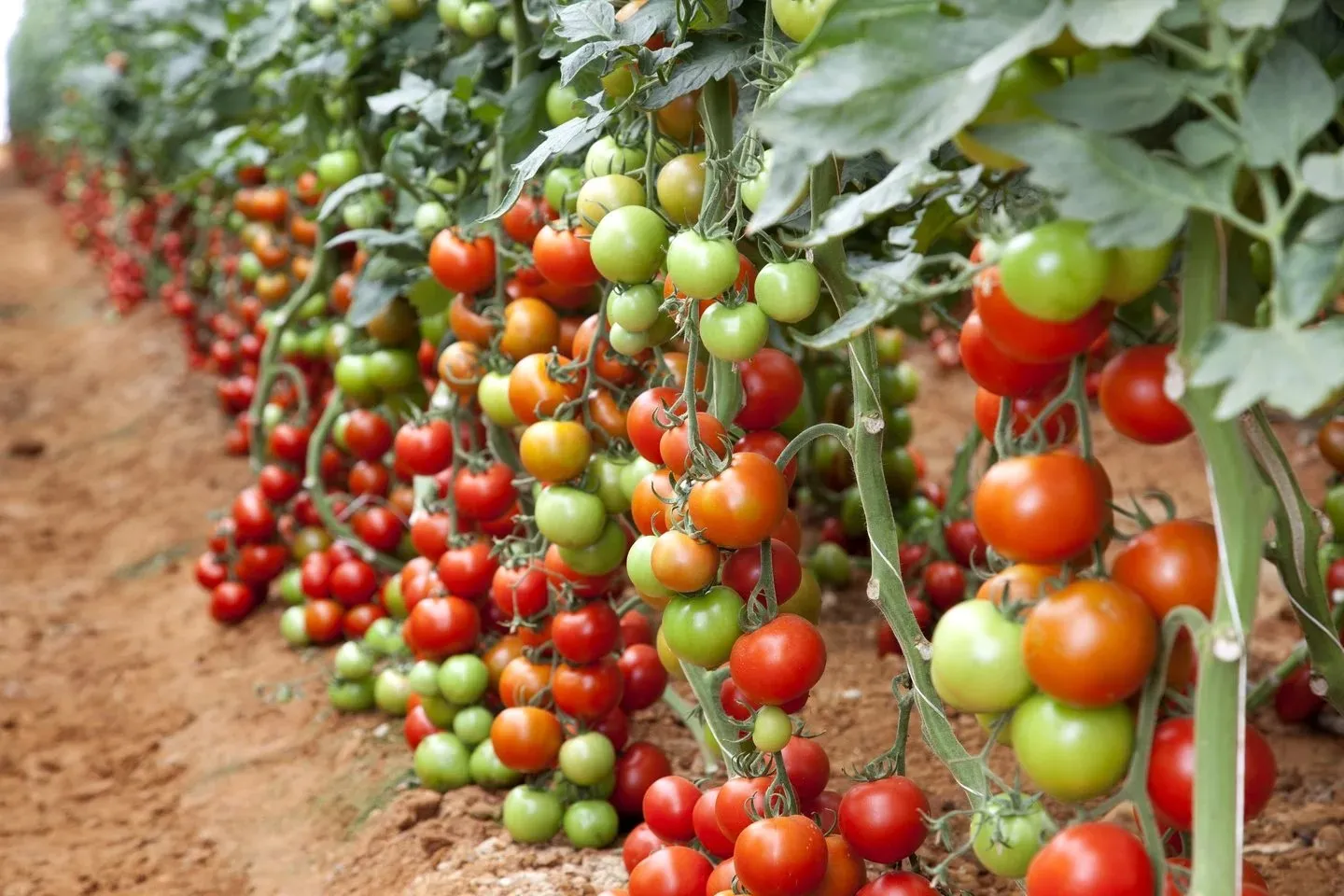 Tomato Cultivation 1.png
