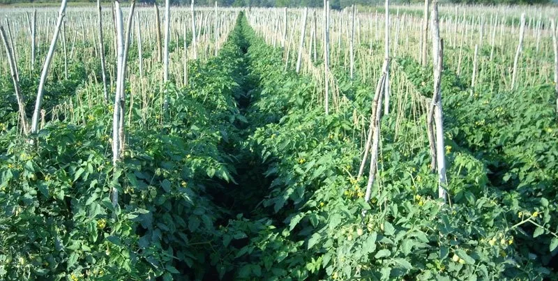 Tomato Cultivation 2.png