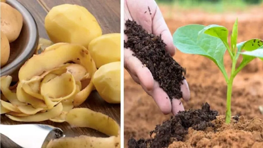 Potato Peel For Plants