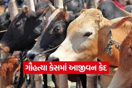 Gujarat Cow Slaughter Case 1