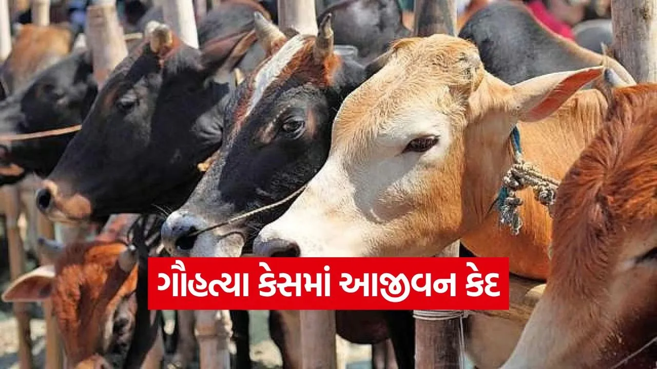 Gujarat Cow Slaughter Case 1.jpg