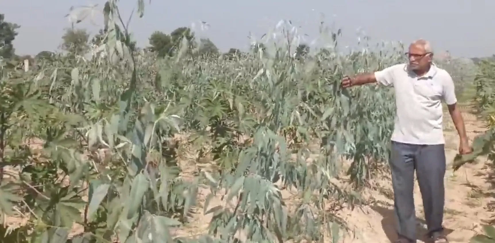 Industrial Wood Farming.jpeg