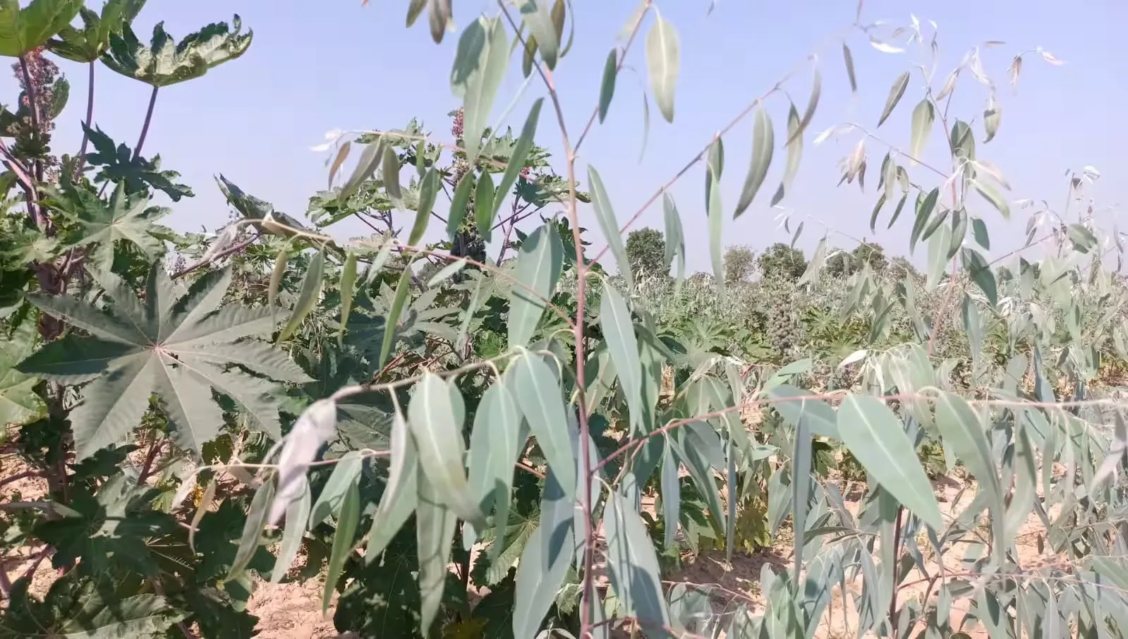 Industrial Wood Farming.png