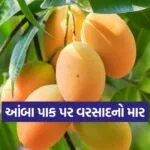 Mango Crop in Amreli 1