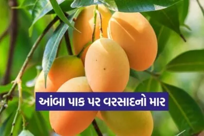 Mango Crop in Amreli 1