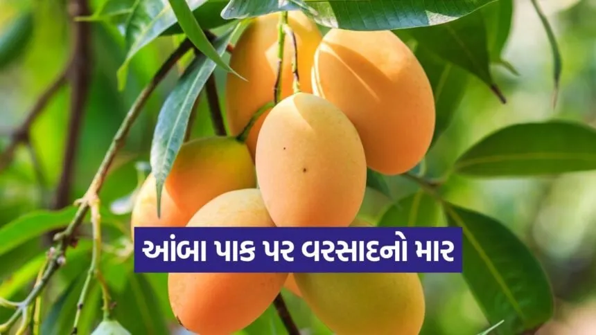 Mango Crop in Amreli 1