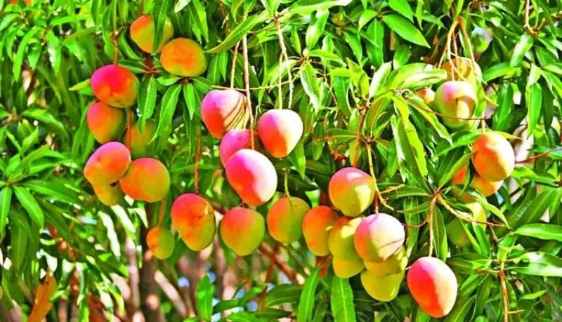 Mango Crop in Amreli 1.png
