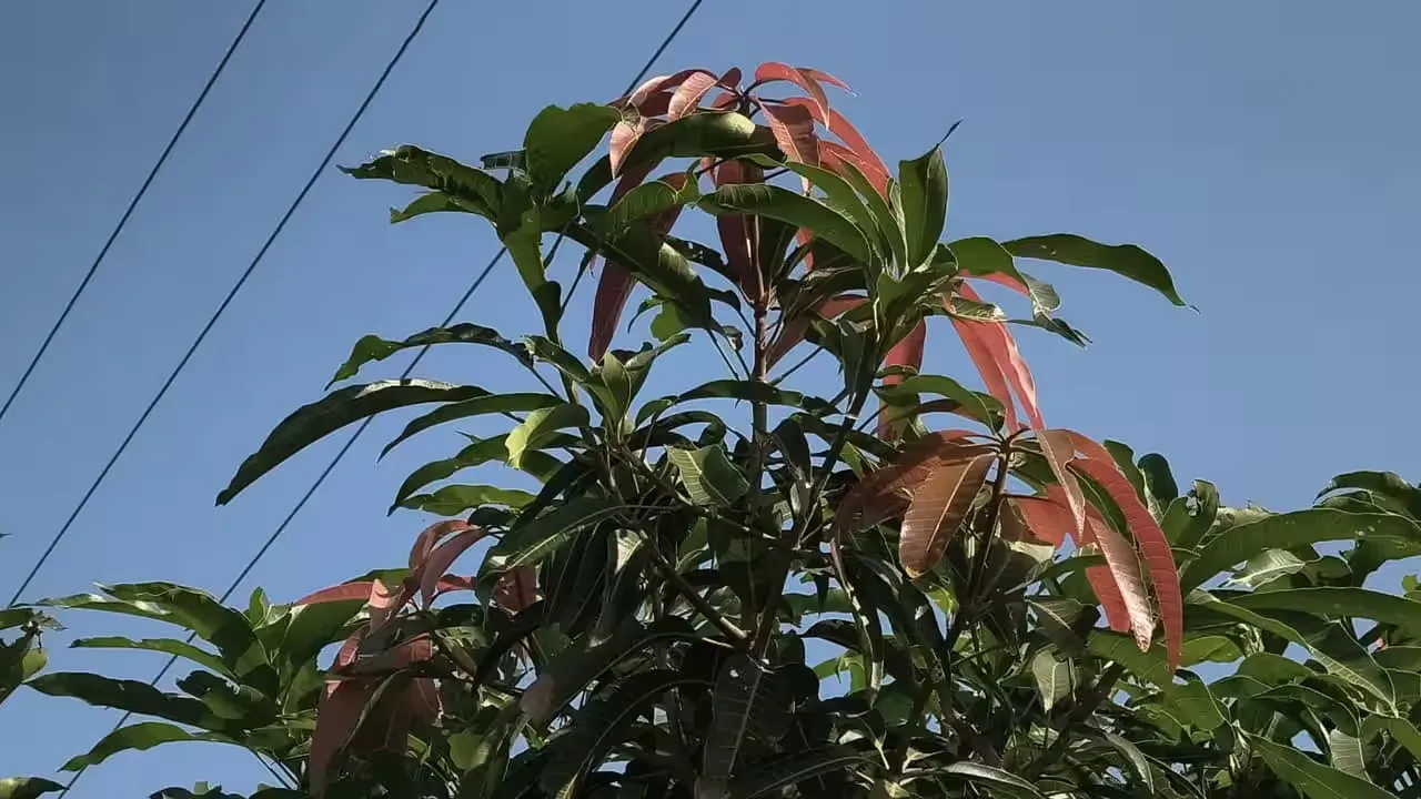 Mango Crop in Amreli 2.png