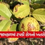 Guava Crop Disease 1