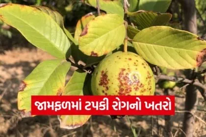 Guava Crop Disease 1