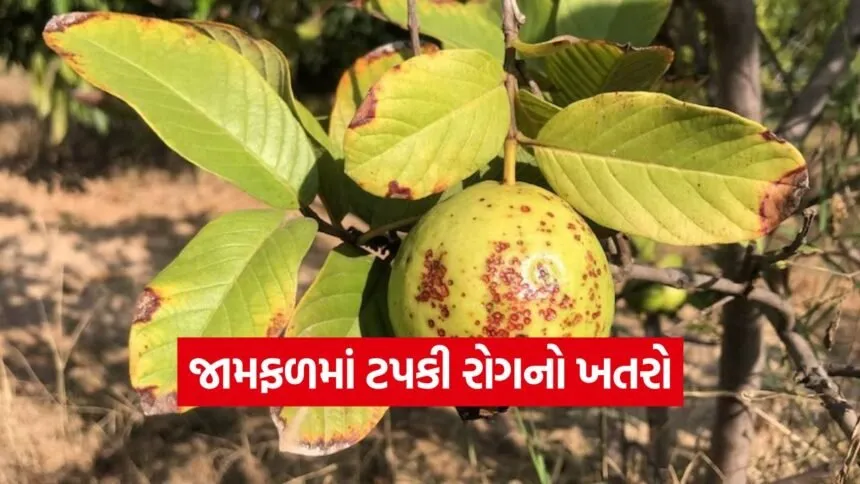 Guava Crop Disease 1