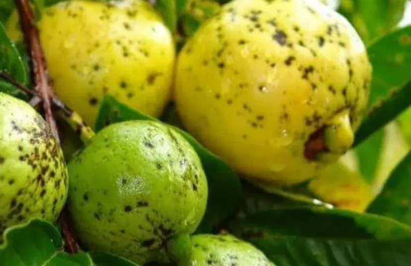 Guava Crop Disease 1.png