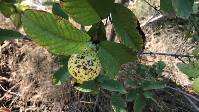Guava Crop Disease 2.png