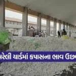 Amreli agriculture market rates 1