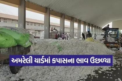 Amreli agriculture market rates 1