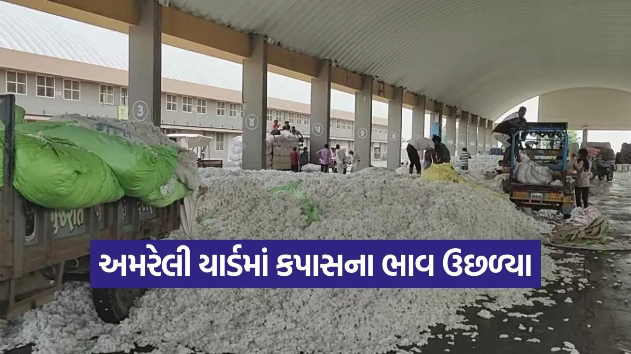 Amreli agriculture market rates 1.jpg