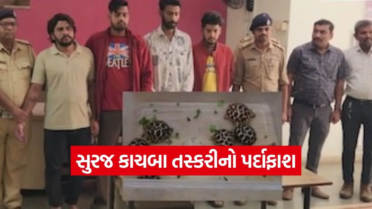 SunTortoise Smuggling 1.jpg