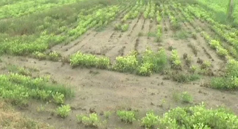 કમોસમી વરસાદ બાદ રાજ્ય સરકારના 10 હજાર કરોડના કૃષિ પેકેજ માટે ઓનલાઈન અરજી શરૂ 3 Agricultural Relief Package 2.png