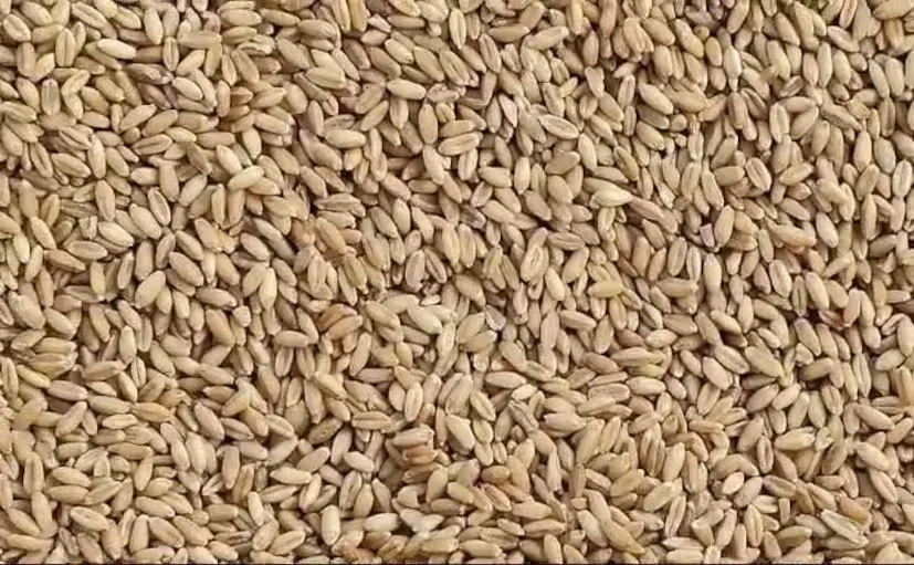 ઘઉંના સફળ વાવેતર માટે જમીન તૈયારીથી લઈને વાવણી સમય સુધીના મહત્વના મુદ્દાઓ 3 Scientific Wheat Farming 1.png