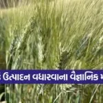 Scientific Wheat Farming