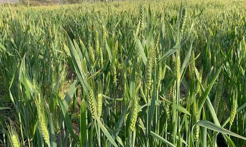 ઘઉંના સફળ વાવેતર માટે જમીન તૈયારીથી લઈને વાવણી સમય સુધીના મહત્વના મુદ્દાઓ 2 Scientific Wheat Farming 2.png