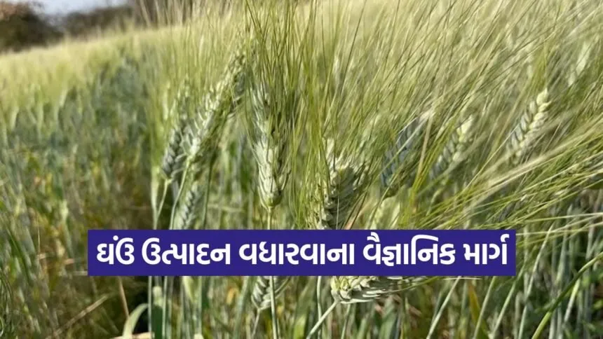 Scientific Wheat Farming