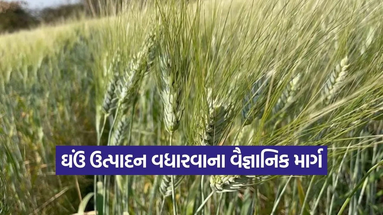 Scientific Wheat Farming.jpg