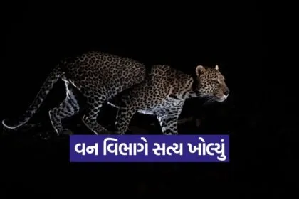 Fake Leopard Video gandhinagar