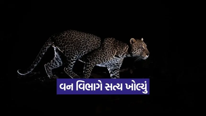Fake Leopard Video gandhinagar