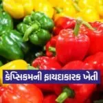 Capsicum Farming Profit 1