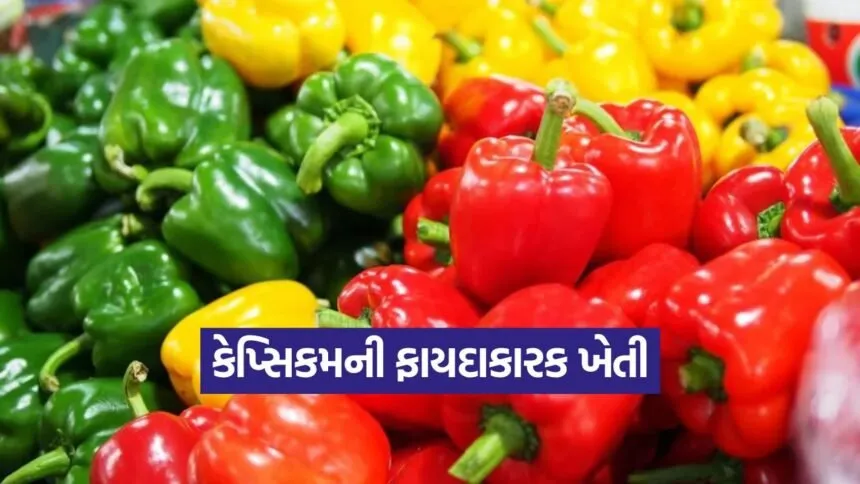 Capsicum Farming Profit 1
