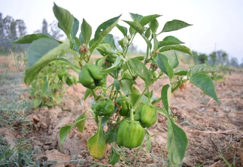 Capsicum Farming Profit 2.png