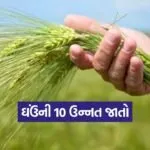 High Yield Wheat Varieties 1