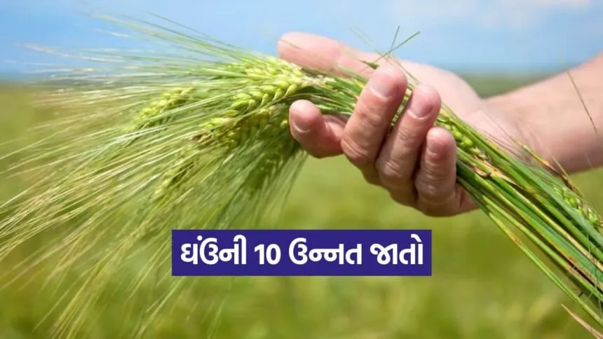 High Yield Wheat Varieties 1