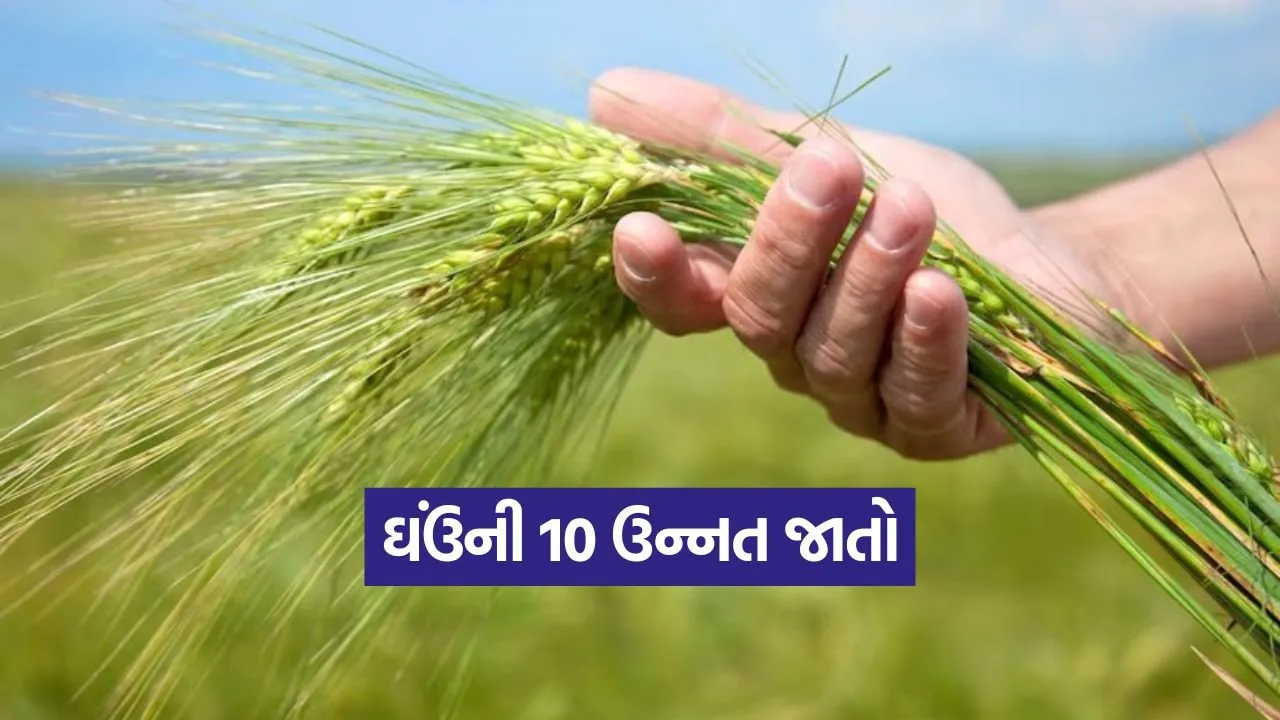 High Yield Wheat Varieties 1.jpg