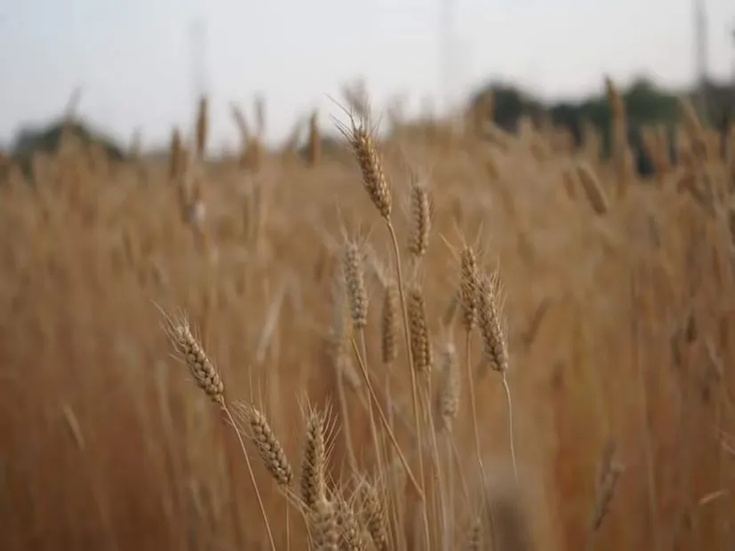 High Yield Wheat Varieties 1.png