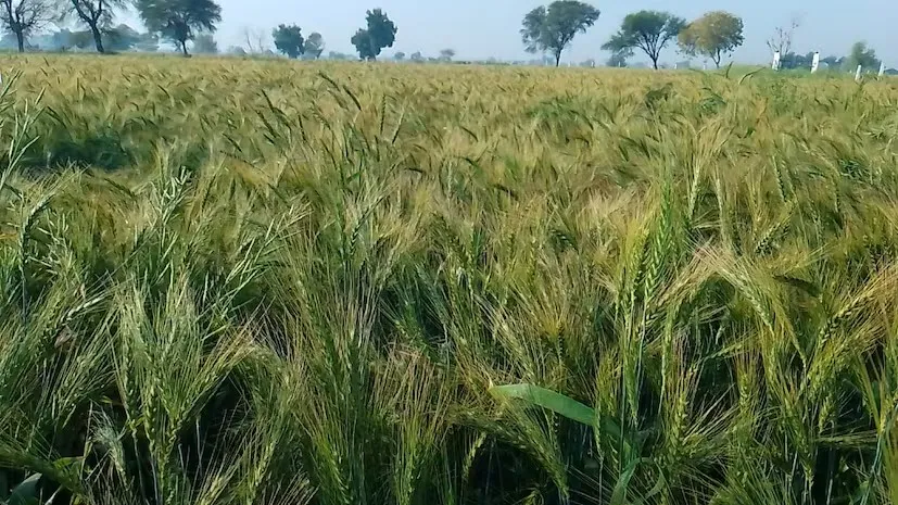 High Yield Wheat Varieties 2.png