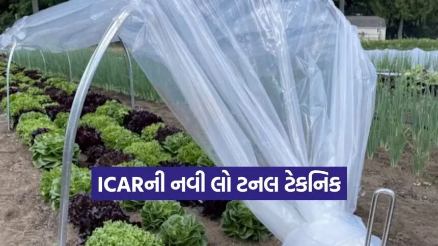 Low Tunnel Vegetable Farming 1