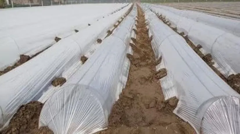 Low Tunnel Vegetable Farming 1.png