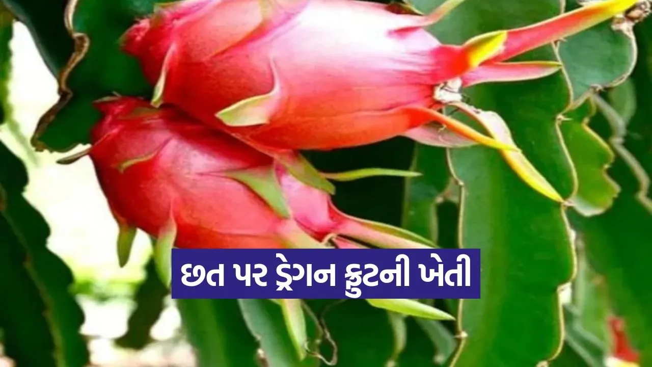 Rooftop Dragon Fruit Farming 1.jpg